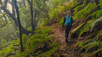 Tenerife: Hiking through Enchanted forest Above Masca with PICKUP