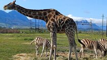 Cape Town Giraffe House Cheetah Encounter and Wine Tasting Tour
