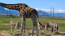 Giraffe Encounter and Cheetah Outreach with Wine Tasting