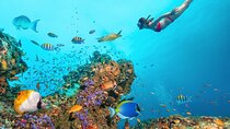 Ras Muhammed and White Island Snorkeling Trip - Sharm El Sheikh