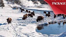 Yellowstone & Grand Teton National Parks Winter Tour: Small Group 4-Day Tour