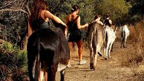 Tour the Sanctuary and Walk with the Donkeys and Share their Love 
