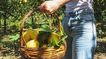 Fresh pasta and Limoncello course in a lemon grove 