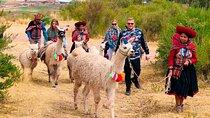 Half day Alpaca Therapy Tour
