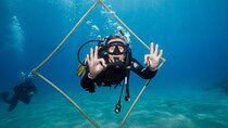 Ras Mohammed and White Island 2 Diving Adventure -Sharm El Sheikh