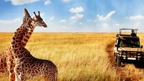 Half Day Safari Tala Game Reserve and Natal Lion Park from Durban