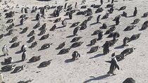 Cape of Good Hope and Penguins Full Day Tour from Cape Town