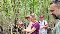 Private Walking Tour in Jozani Forest in Zanzibar 