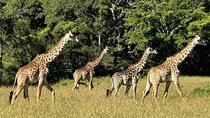 3 Day Safari Adventure from Dar es Salaam to Mikumi National Park