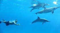 Dolphin House Reef Snorkeling Experience & Transfers :Marsa Alam