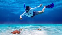 Cozumel Starfish and Tropical Reef Snorkeling by Powerboat with Lunch