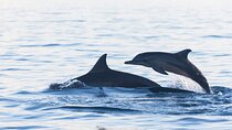 Lovina Watching Swimming with Dolphins and Snorkeling