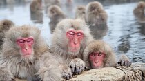 Tokyo Day Trip to Snow Monkeys and Zenkoji