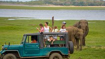 Minneriya National park half day private safari in Sri Lanka