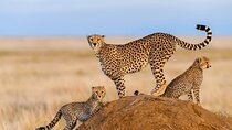 Tanzania Private 7 Day Safari Tour