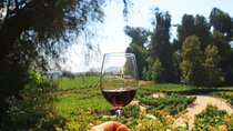 New Experience Concha y Toro Winery Tour from Santiago