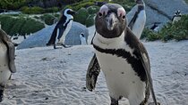 Boulders Penguins in Cape Town full day tour
