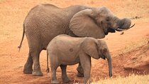 3 Days 2 Nights Tsavo East National Park Safari- from Nairobi