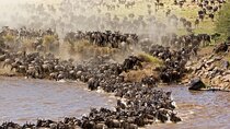 Arusha: 4 Day in Tarangire and Serengeti and Ngorongoro Crater