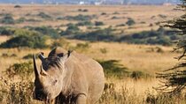 Half Day tour to Nairobi National Park