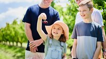 Puffing Billy Steam Train & Cherry Picking Tour from Melbourne