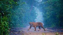 Wild Encounters: Same-Day Safari to Sariska & Jhalana from Delhi