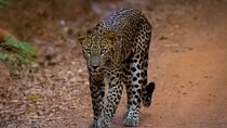 All inclusive leopard safari Wilpattu with guide