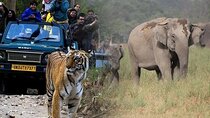 2-Day Jaipur, Jhalana Leopard & Sariska Tiger Safari