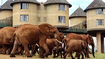 4 Days Amboseli Taita Hills Salt Lick and Tsavo East Safari