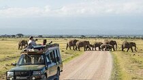 Amboseli Multi Day Tour from Nairobi