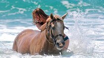 3-Hour Desert and Beach Horse Ride with Swimming from Hurghada