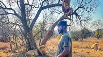 Walking with lions guided experience 