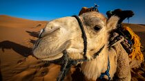 3 days from Marrakech to the Dunes of Merzouga