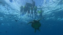 Turtle Snorkeling and Dole Plantation Guided Tour In Oahu