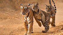 Ranthambore Safari with Canter or Gypsi