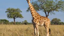 3 Day Murchison Falls Safari with Accommodation 