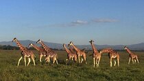 12 Days Kenya and Tanzania safari private lodge from Nairobi 