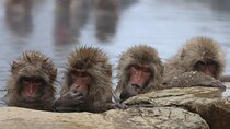 Snow Monkey Park Private Tour from Tokyo with licensed guide