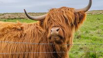 From Inverness: Cawdor Castle, Hairy Coos and Cairngorms Day Tour