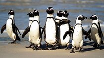 Private Tour: Table Mountain and Penguins visit