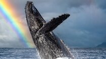 1.5 Hour Whale Watching Cruise With Transportation