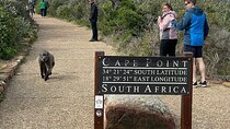 Full Day Cape Peninsula tour in private car 