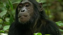 3 Days 2 Nights Kibale Chimpanzee Trekking