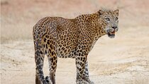 Yala National Park Special Leopard Safari Tours By Dinuka Safari