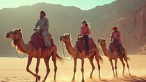 Sharm El-Sheikh: Camel Riding, Stargazing, BBQ Dinner & Show
