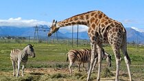 Cheetah Outreach, Giraffe Encounter, and Wine Tasting Experience