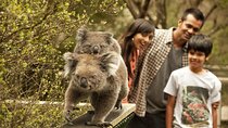 Phillip Island Tour - Koala's, Wallabies & Little Penguins.