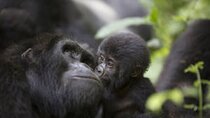 8 Days Uganda Wildlife, Gorilla and Chimp Trekking Safari