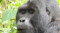 10 Days Tour in Uganda Wildlife with Gorillas