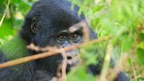 3 Days Amazing Gorilla Trekking in Uganda